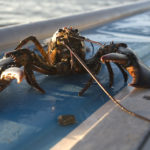 shutterstock_lobster shutterstock_lobster